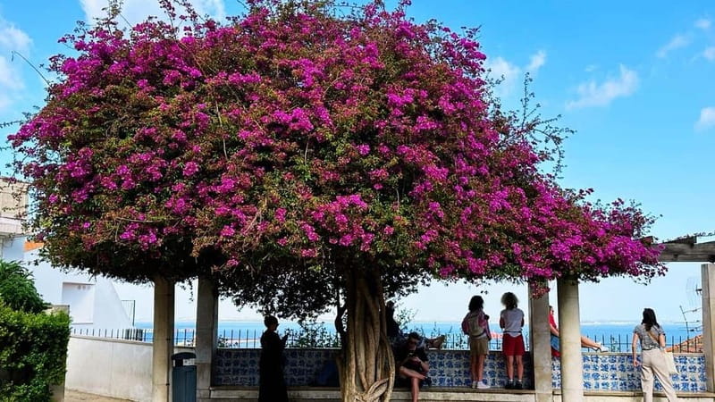 All Historical Lisbon Tuk Tuk Tour - Estrela Gardens and Basilica: a calmer pocket before the river run