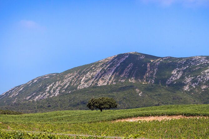 Arrabida and Sesimbra Small-Group Day Trip from Lisbon with Wine Tasting - Price and what you actually get for $90.70