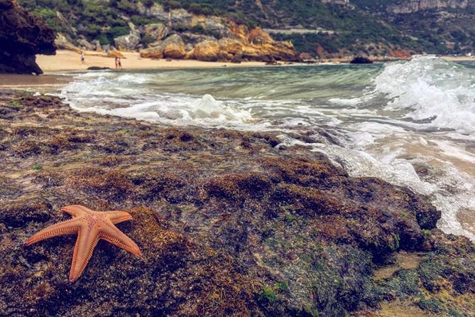 Arrábida Jeep Tour – Incredible Market & Hidden Gems - Arrábida Natural Park by Jeep: cork, oak, and wildlife watch time