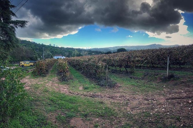 Arrábida Palmela Azeitão Private Tour - W/ Wine Tasting & Tapas - Arrábida National Park: mountain meets ocean views you can actually savor