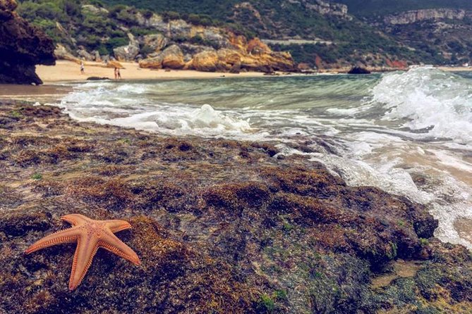 Arrabida Safari – Europe's Most Beautiful Beach & Hidden Gems - The 25 April Bridge Start: A Fast Route Into the Coast