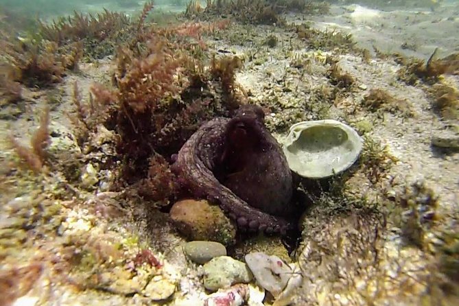 Arrábida Snorkeling Adventure with Transfer from Lisbon - Guide energy matters: how Nuno and Filipe tend to lead the day