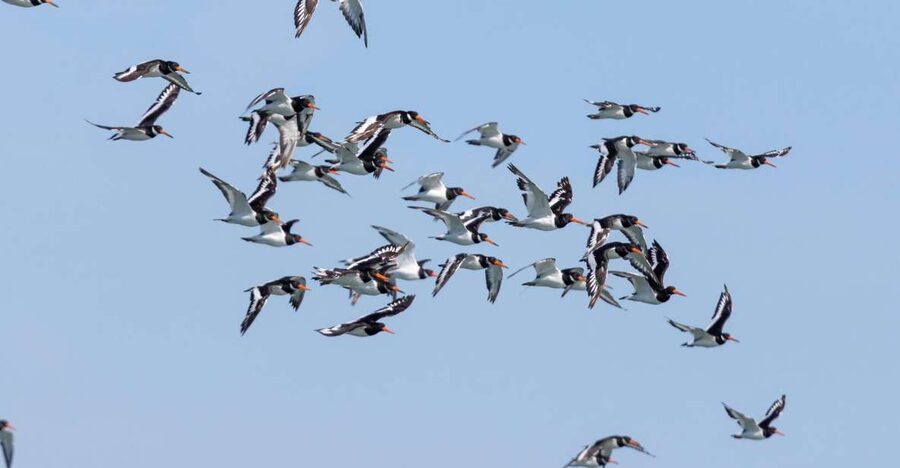 Birdwatching Boat Tour in the Tagus Estuary - Key things I’d zoom in on