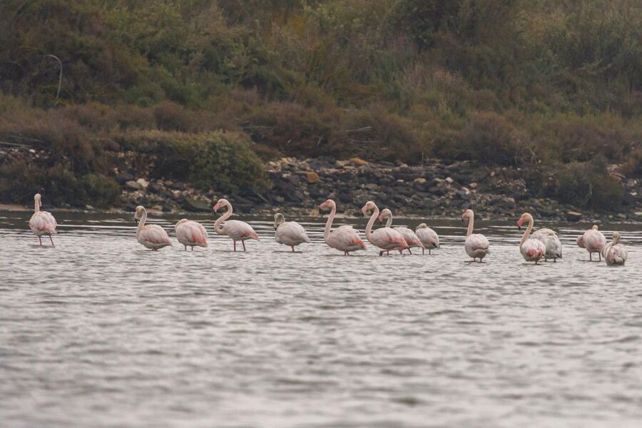 Birdwatching Boat Tour in the Tagus Estuary - Getting Started at Doca de Santo Amaro (and finding the boat fast)