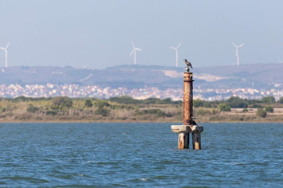 Birdwatching Boat Tour in the Tagus Estuary - Guided birdwatching with an ornithologist (what you’ll learn in plain terms)