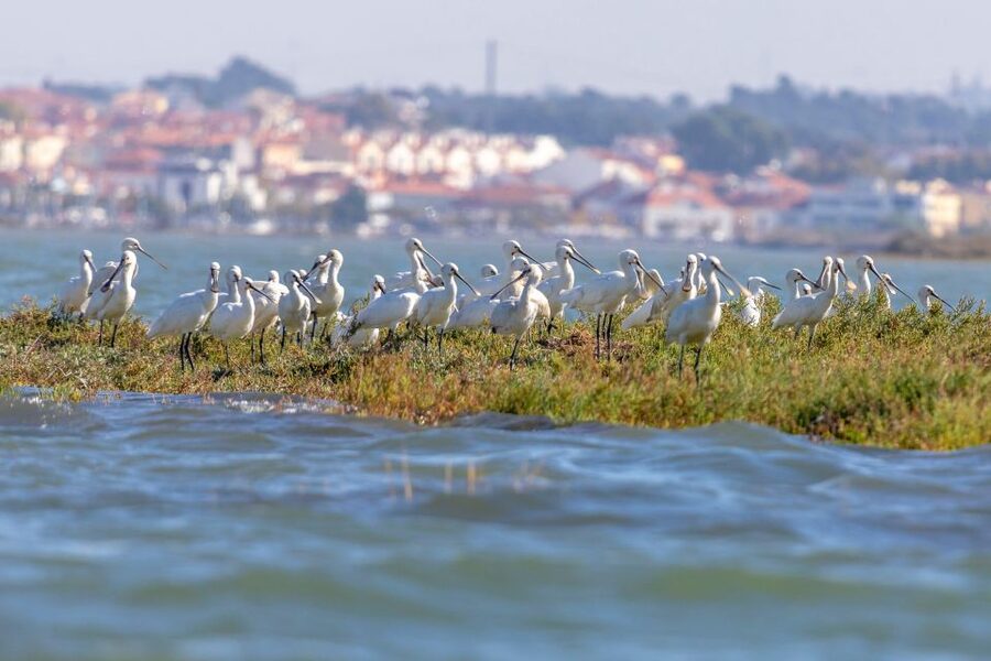 Birdwatching Boat Tour in the Tagus Estuary - Tagus Estuary Nature Reserve: where the best wildlife time happens