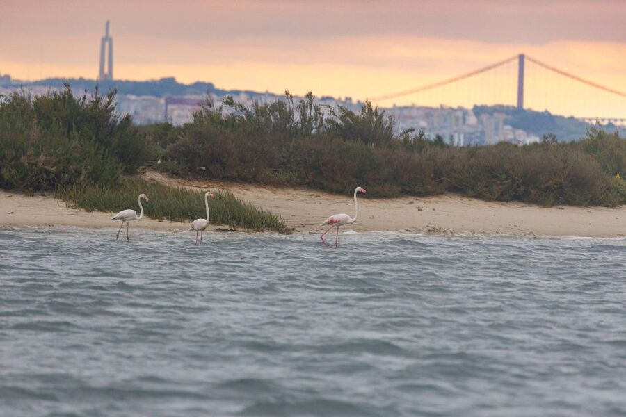 Birdwatching Boat Tour in the Tagus Estuary - More spotting time on the return stretch