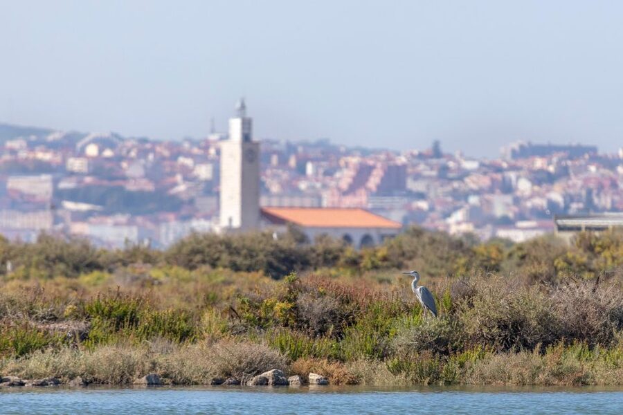 Birdwatching Boat Tour in the Tagus Estuary - Who this birding boat tour is best for
