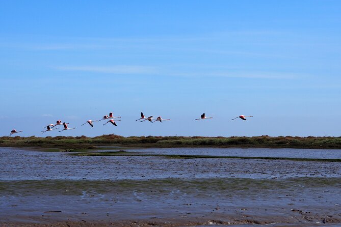 Boat Tour - Bird Observation in the Tejo Nature Reserve - Key highlights before you go