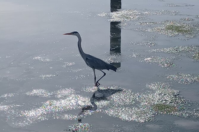 Boat Tour - Bird Observation in the Tejo Nature Reserve - Tejo Nature Reserve: The Bird Country a Short Ride From Lisbon
