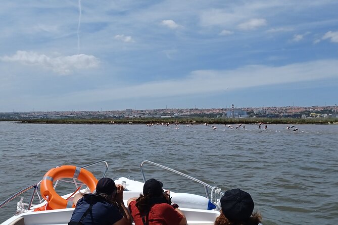 Boat Tour - Bird Observation in the Tejo Nature Reserve - Birds You’re Likely to Track: Flamingos, Spoonbills, and More