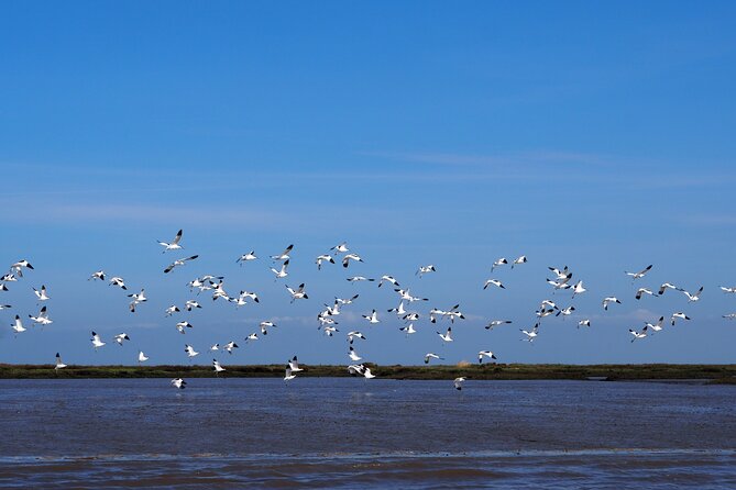 Boat Tour - Bird Observation in the Tejo Nature Reserve - Meet Carlos Cera: How Small-Group Birdwatching Stays Fun