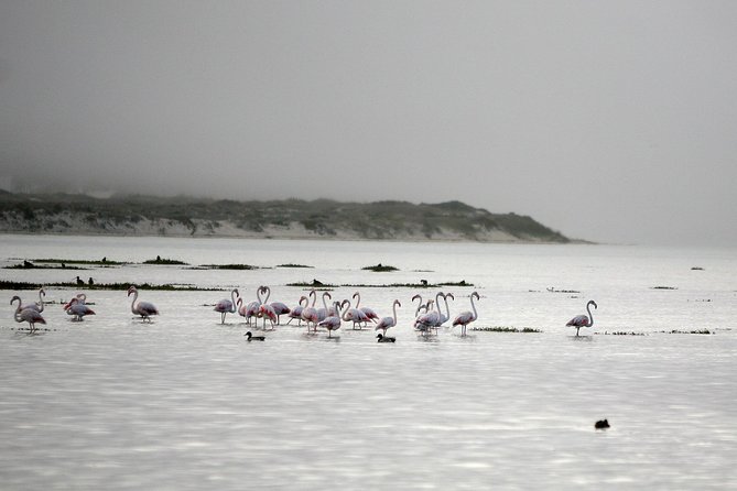 Boat tours in the Óbidos Lagoon - Stop focus: Lagoa de Obidos and what makes it worth watching