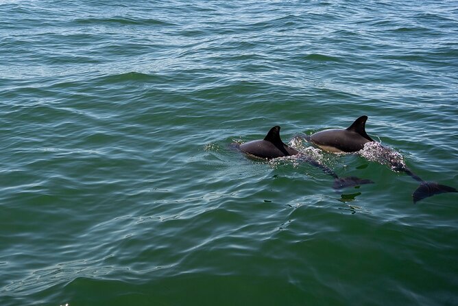 Cascais coast: Dolphin watching - Cascais Marina Start: What Your First Minutes Look Like
