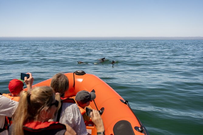 Cascais coast: Dolphin watching - How the Dolphin Search Works in Real Life (Two Hours, No Guesswork)