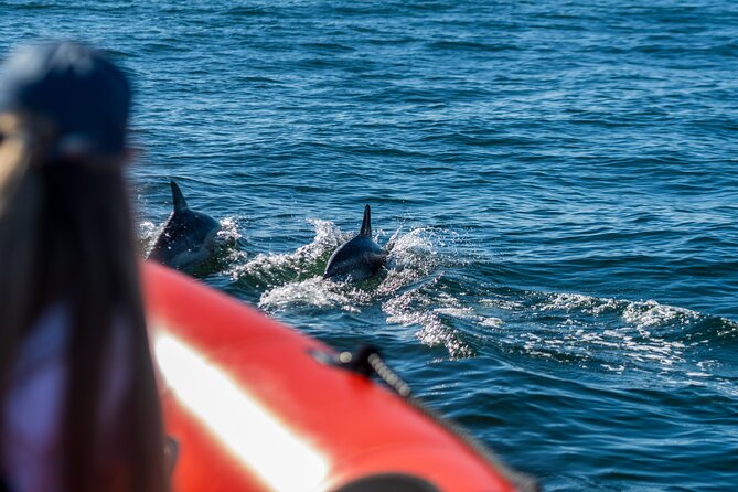 Cascais coast: Dolphin watching - Your Sighting Chances: The Real Talk About 97% Success