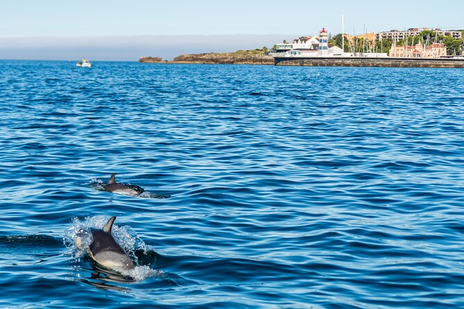 Cascais coast: Dolphin watching - Timing, Weather, and Sea Conditions Off Cascais