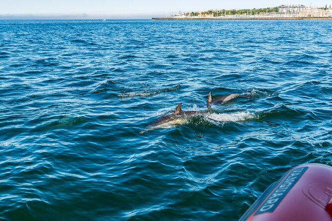 Cascais coast: Dolphin watching - Who This Works Best For (And Who Might Want Another Option)