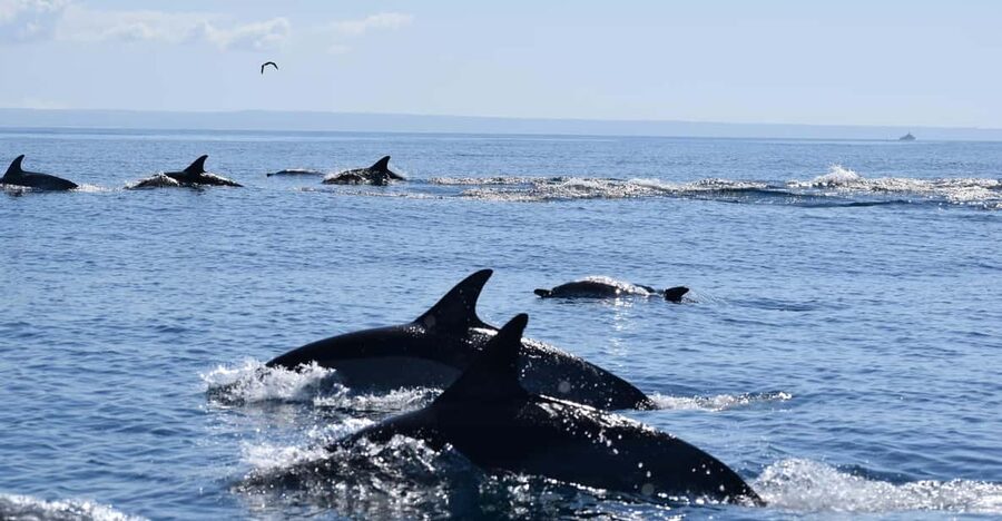 Cascais: Dolphin Watching Speedboat Tour - Key things that make this tour worth your time