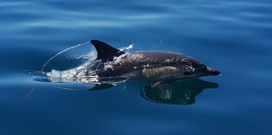 Cascais: Dolphin Watching Speedboat Tour - Who should book this, and who should pass