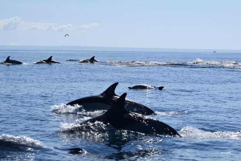 Cascais: Dolphin Watching Speedboat Tour - The secret stop: where wildlife watching turns from hoping to finding
