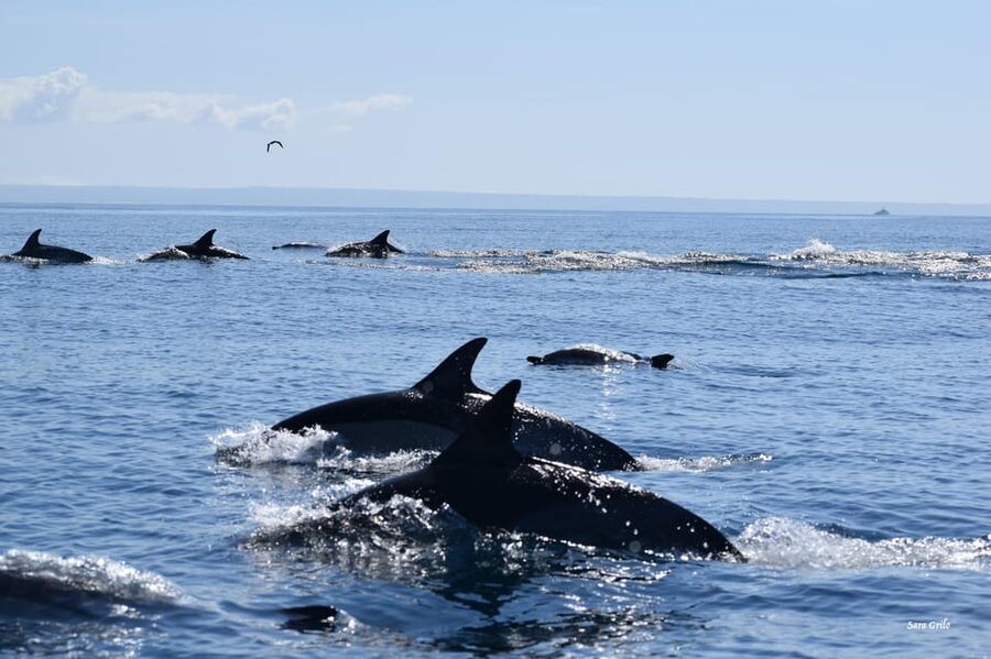 Cascais: Dolphin Watching Speedboat Tour - What you might see off Cascais: dolphins, whales, seabirds, and the extras