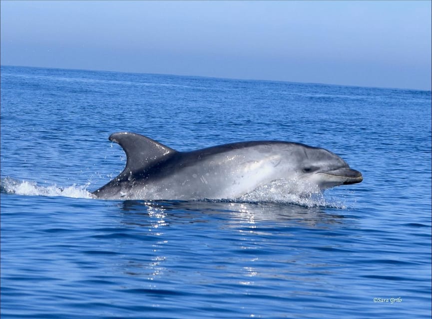 Cascais: Dolphin Watching Speedboat Tour - Why the guides matter: João and Rui’s style of respectful spotting
