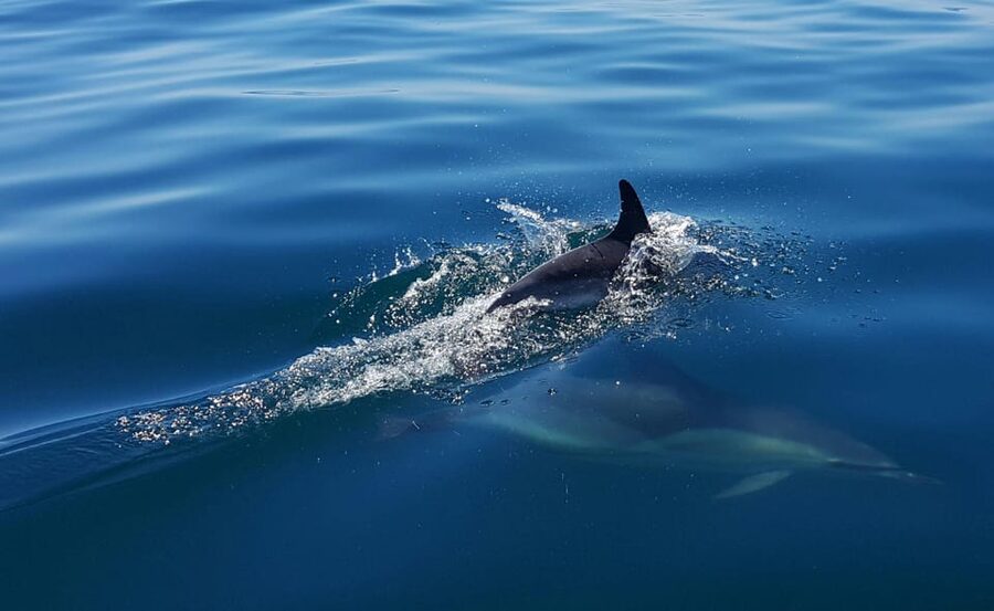 Cascais: Dolphin Watching Speedboat Tour - Price and value: is $76 worth two hours on the water?