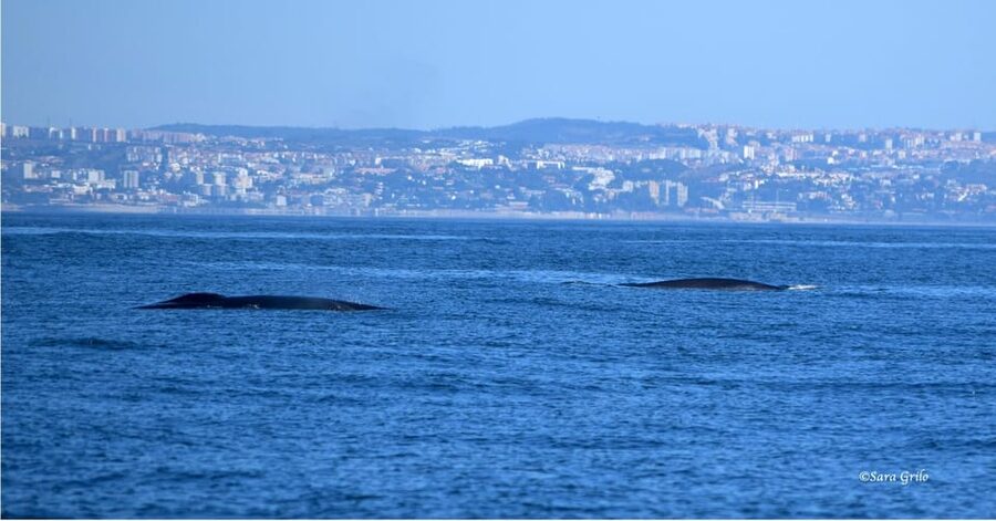 Cascais: Dolphin Watching Speedboat Tour - What to bring (and what to skip) for an easier ride