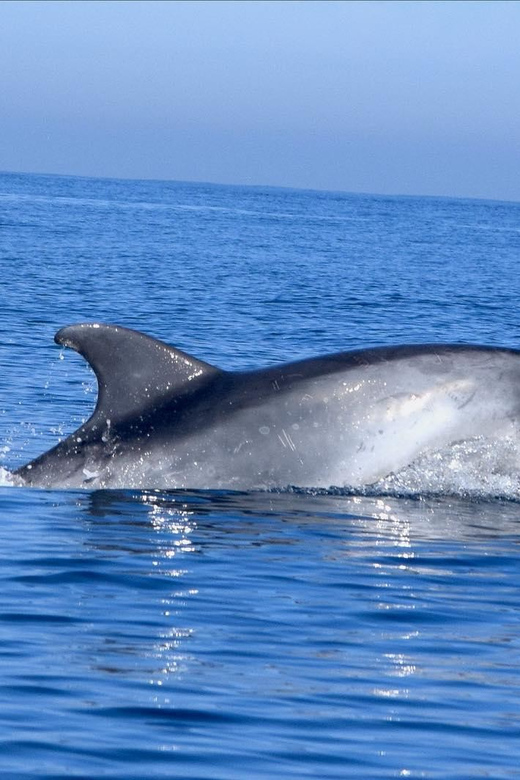 Cascais: Dolphin Watching Speedboat Tour - The speedboat hour: thrills, motion, and how to prepare