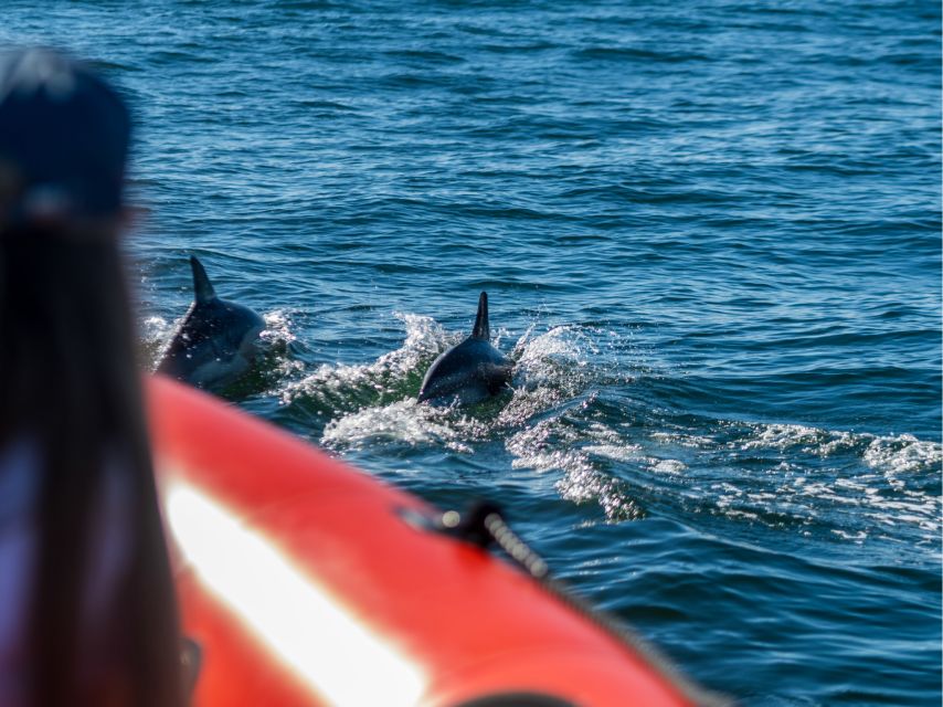 Cascais: Dolphin Watching Tour - Key highlights worth getting excited about