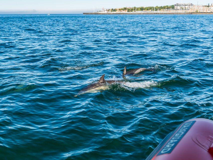 Cascais: Dolphin Watching Tour - Setting Out From Cascais Marina: Where the Tour Starts
