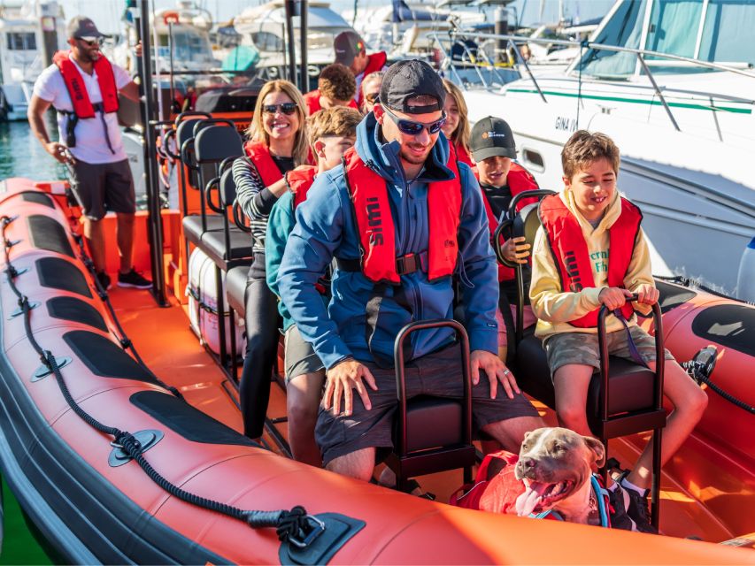 Cascais: Dolphin Watching Tour - What You’ll See: Dolphins, Marine Life, and the Real Meaning of “Natural Habitat”