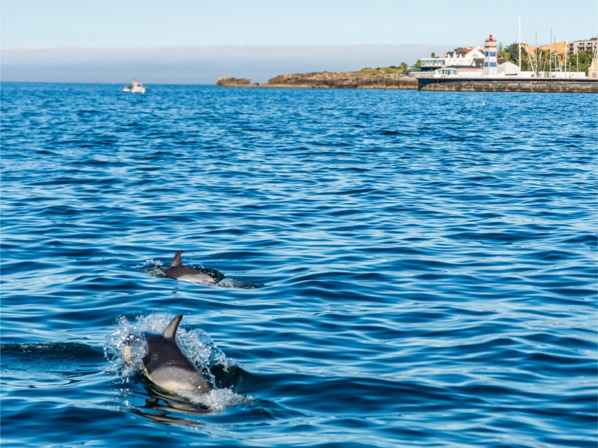 Cascais: Dolphin Watching Tour - Jackets, Life Vests, and On-Board Rules That Protect the Moment