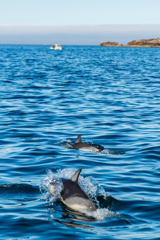 Cascais: Dolphin Watching Tour - Price and Value: What $76 Buys You in Real Terms