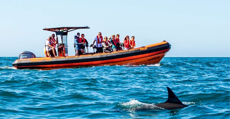 Cascais: Dolphin Watching Tour - What to Bring (and What to Leave Out)