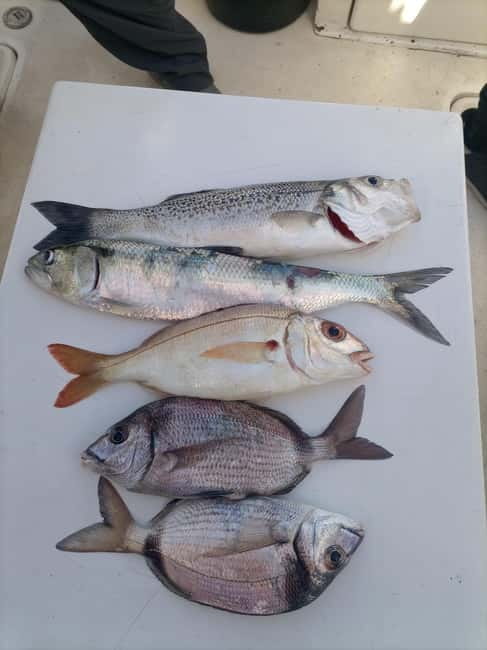 Cascais: Half-Day Fishing Trip - Meeting at Marina de Cascais: Gate H and Ocean Air Fast