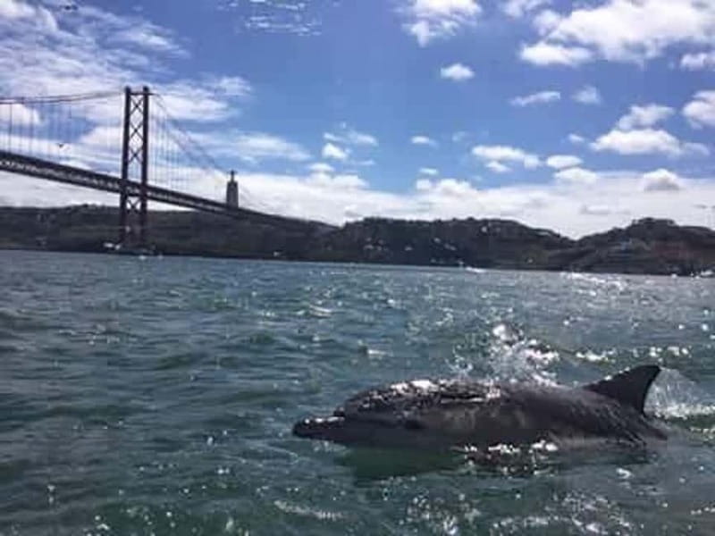 Cultural Sailing Tour in Lisbon - Practical Notes Before You Go: Comfort, Service Animals, and Crew Expectations