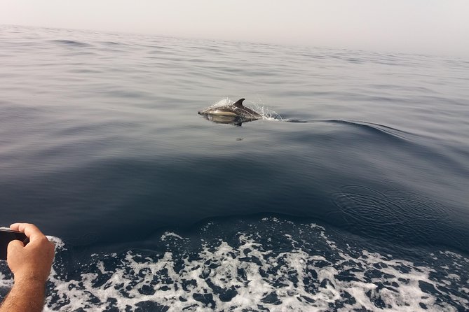 Dolphin Route - Quick Hits Before You Go