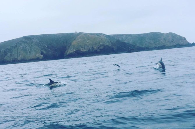 Dolphin Route - Timing and Speed: What the 1h30–3h Window Actually Means