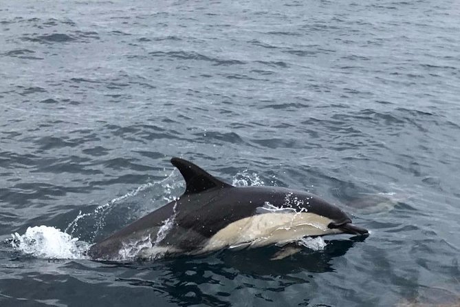 Dolphin Route - Meia Via (Between Cabo Carvoeiro and Berlenga): Why This Area Makes Sense
