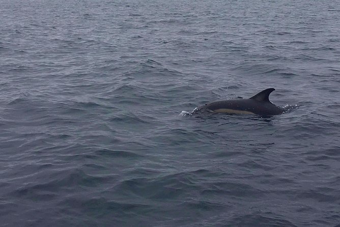 Dolphin Route - What You’ll Actually See: Dolphins, Other Cetaceans, and Coastal Caves