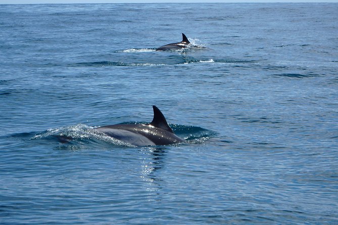 Dolphin Route - English on Board and a Small-Group Feel