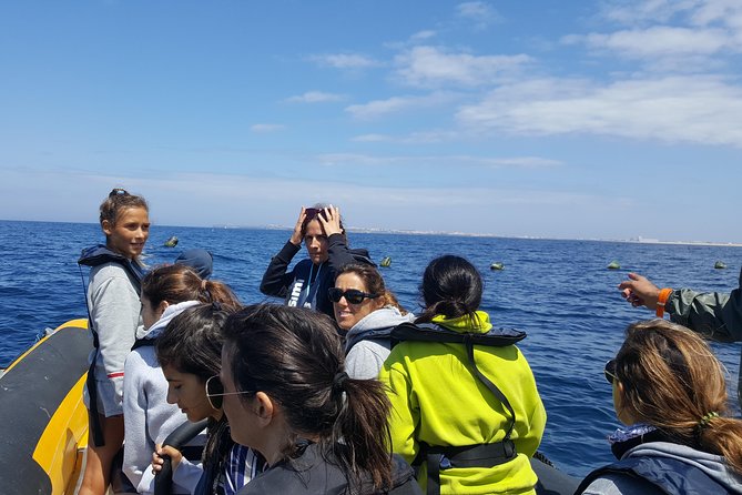 Dolphin Route - Price and Value: Is About $54 a Good Deal?