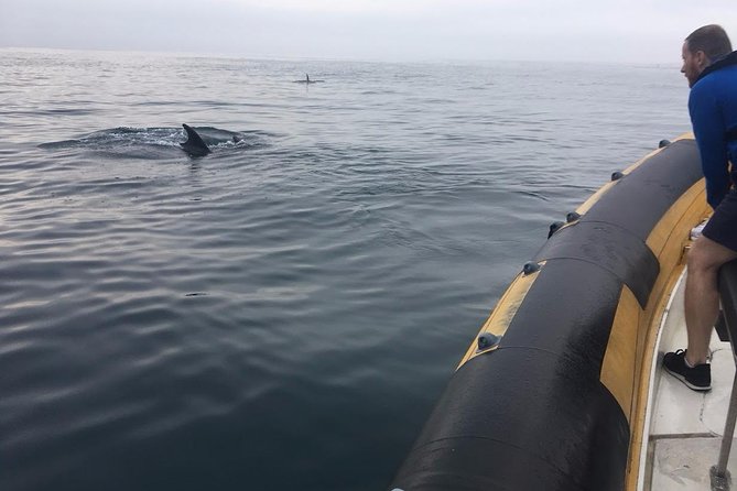 Dolphin Route - Cabo Carvoeiro: The Stop That Sets Up the Views