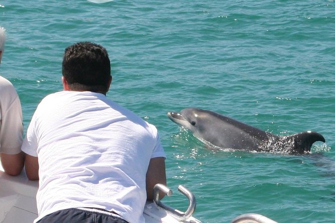 Dolphin Watching in the Wild - Half Day - Key highlights at a glance