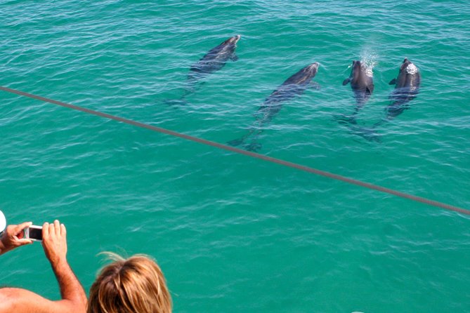Dolphin Watching in the Wild - Half Day - Why the Sado Estuary setup makes dolphin spotting feel more realistic