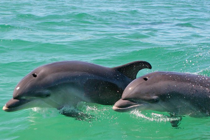 Dolphin Watching in the Wild - Half Day - The shared 2-hour boat tour on the Sado River: comfort, scanning, and real odds