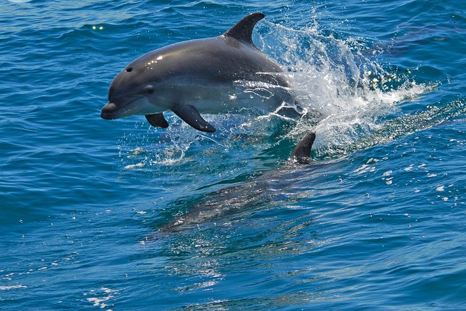 Dolphin Watching in the Wild - Half Day - Price and value: is $217.59 per person fair for this half-day?