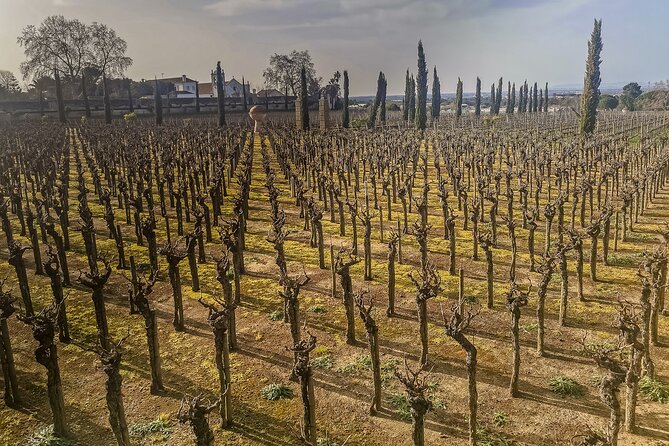 Douro Valley Private Day Trip from Lisbon: Vineyards & River View - The Estrada Nacional 222 drive: best views without extra effort
